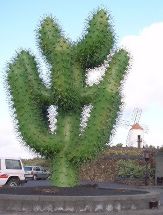 Cerca del jardin de cactus